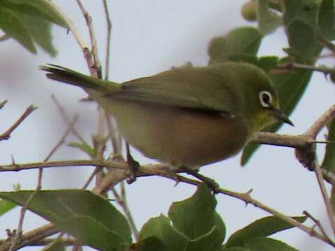 Imagem de Zosterops pallidus Swainson 1838