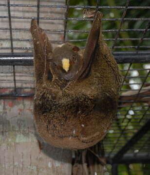 Image of Philippine Flying Lemurs