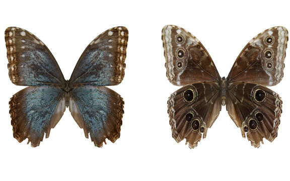 Morpho helenor Cramer 1782的圖片