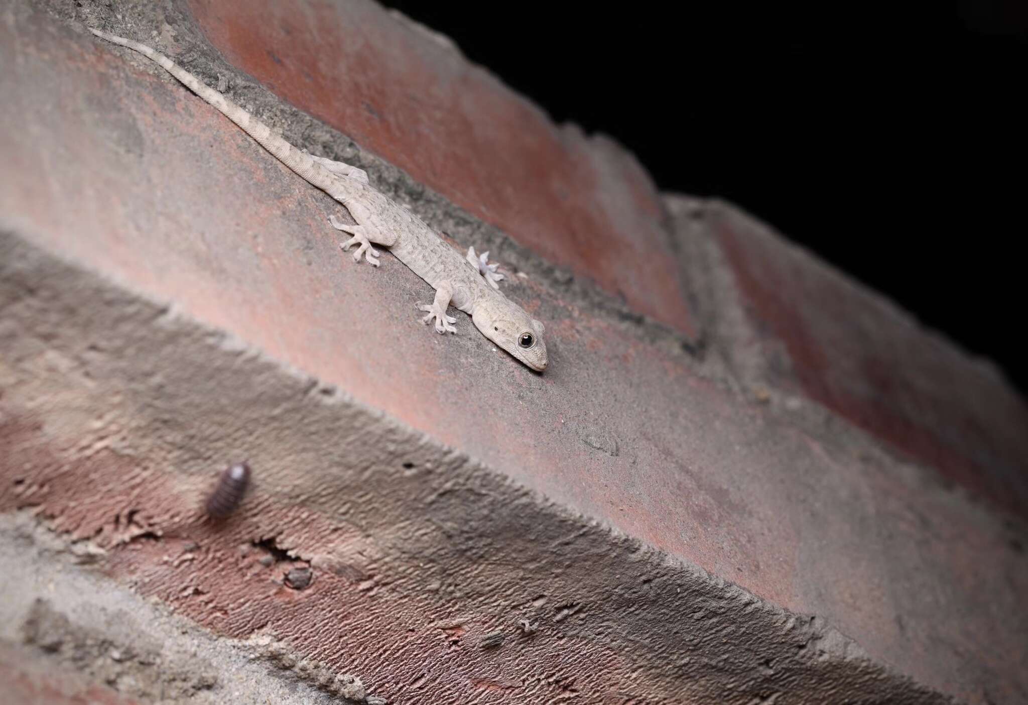 Image of Peking Gecko