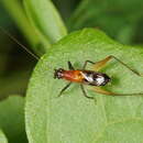 Image of Homoeoxipha lycoides (Walker & F. 1869)