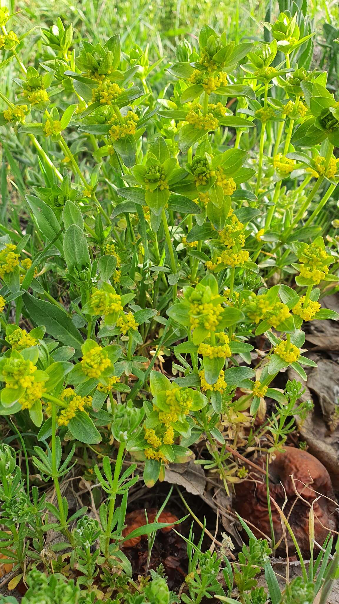 Image of Cruciata taurica subsp. taurica