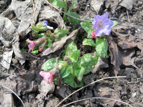 Image of Lungwort