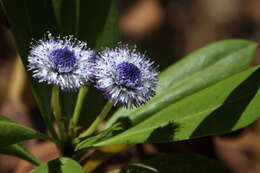 Image of Globularia amygdalifolia Webb