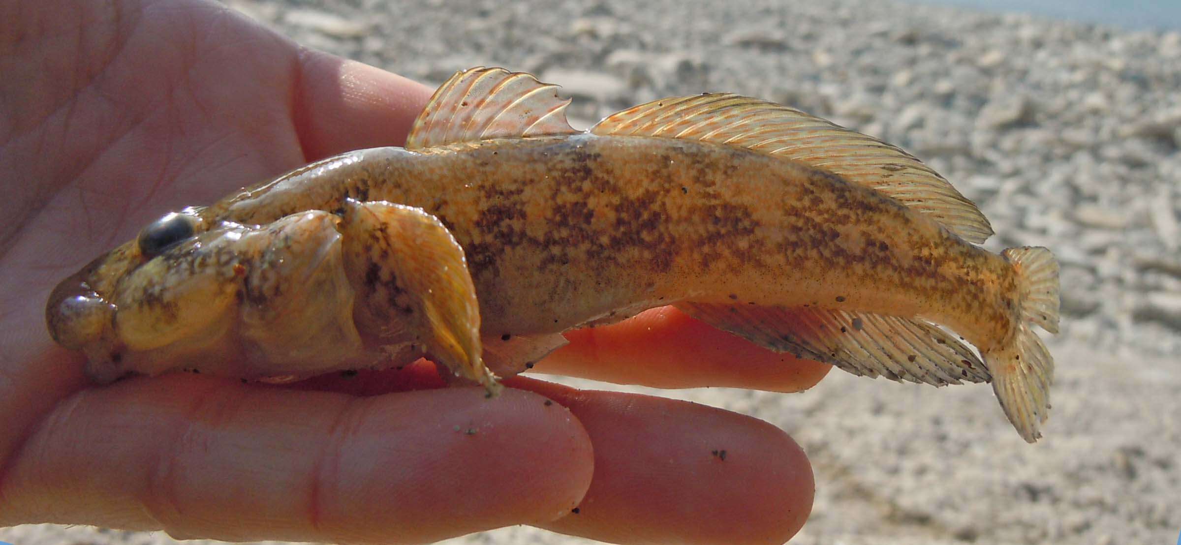 Image of Flatsnout Goby