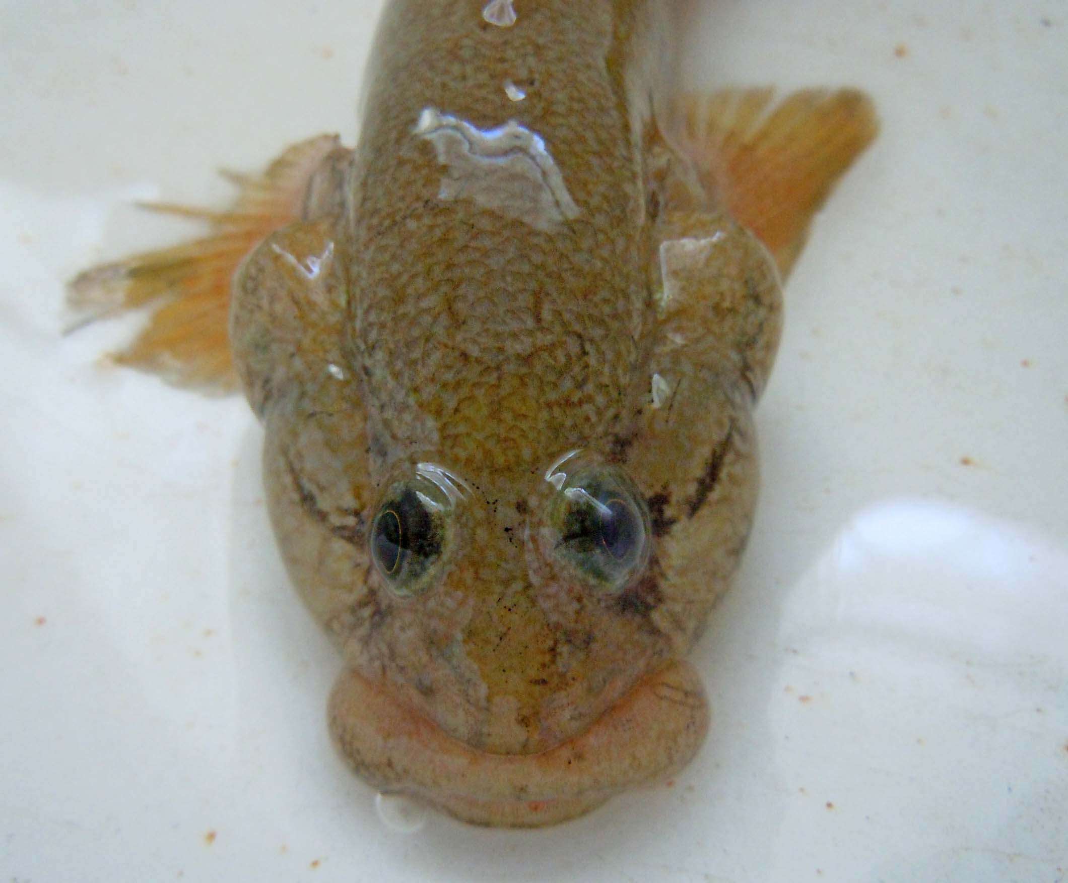 Image of Flatsnout Goby