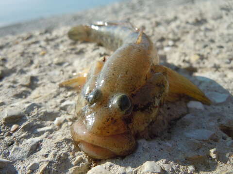 Image of Flatsnout Goby