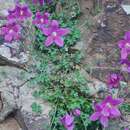 Image of Campanula zangezura (Lipsky) Kolak. & Serdyuk.