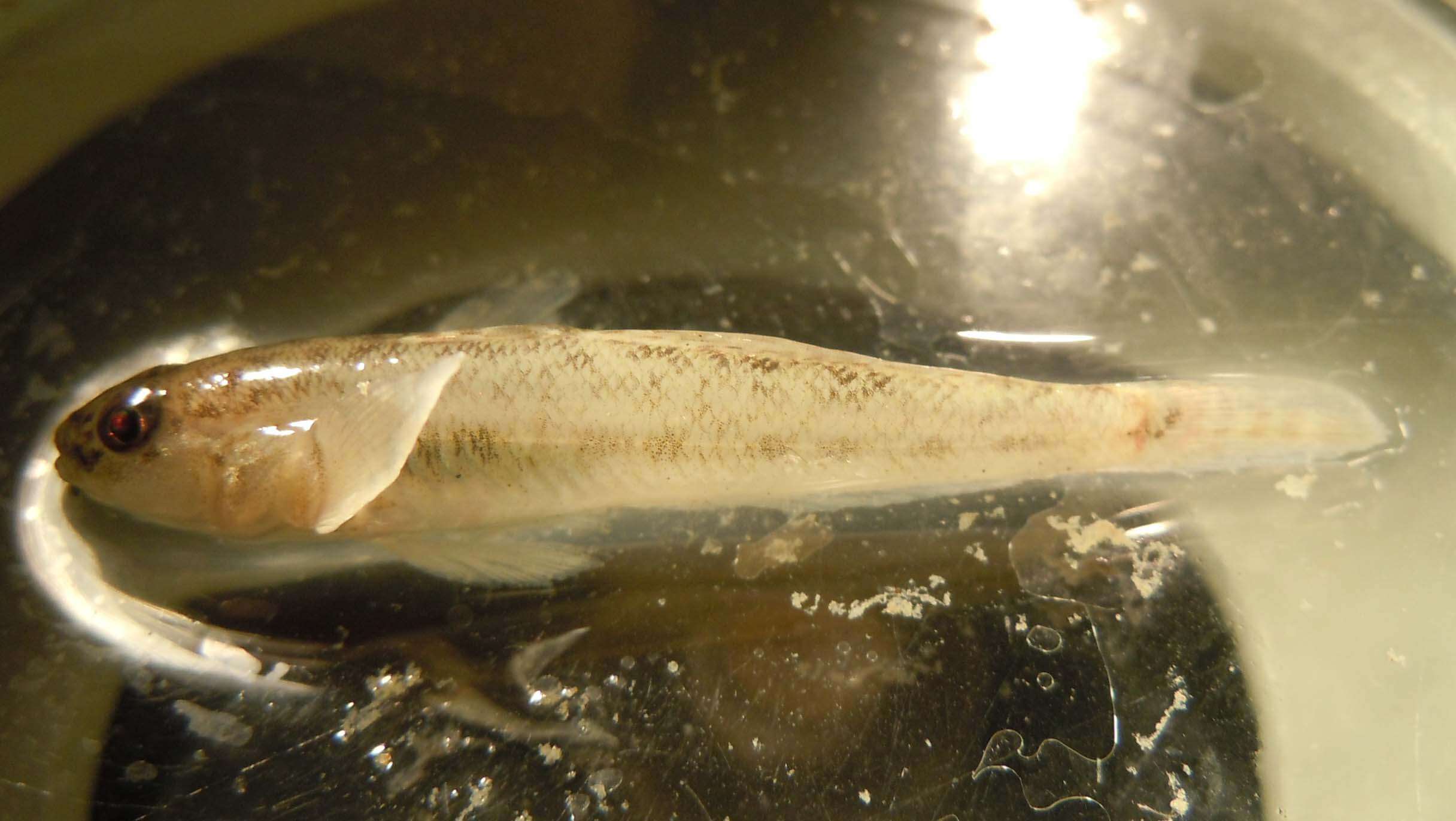 Image of White goby