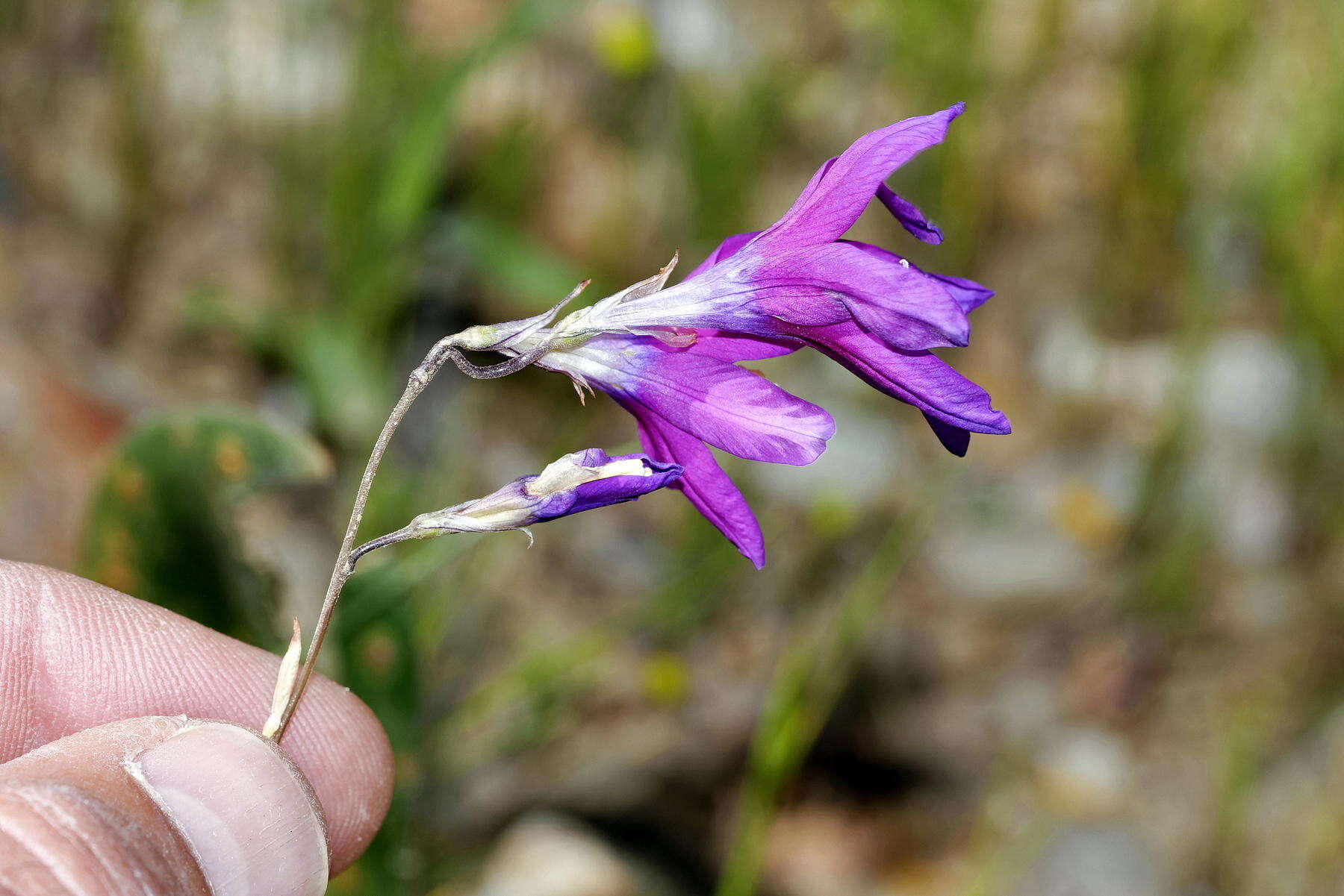 Image of Ixia ramulosa (G. J. Lewis) Goldblatt & J. C. Manning