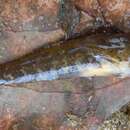 Image of Caspian tubenose goby