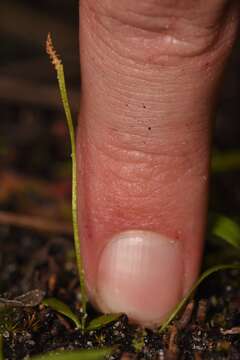 Imagem de Ophioglossum nudicaule L. fil.