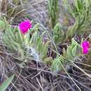 Image of Portulaca confertifolia Hauman