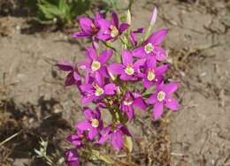 Zeltnera venusta (A. Gray) G. Mansion resmi