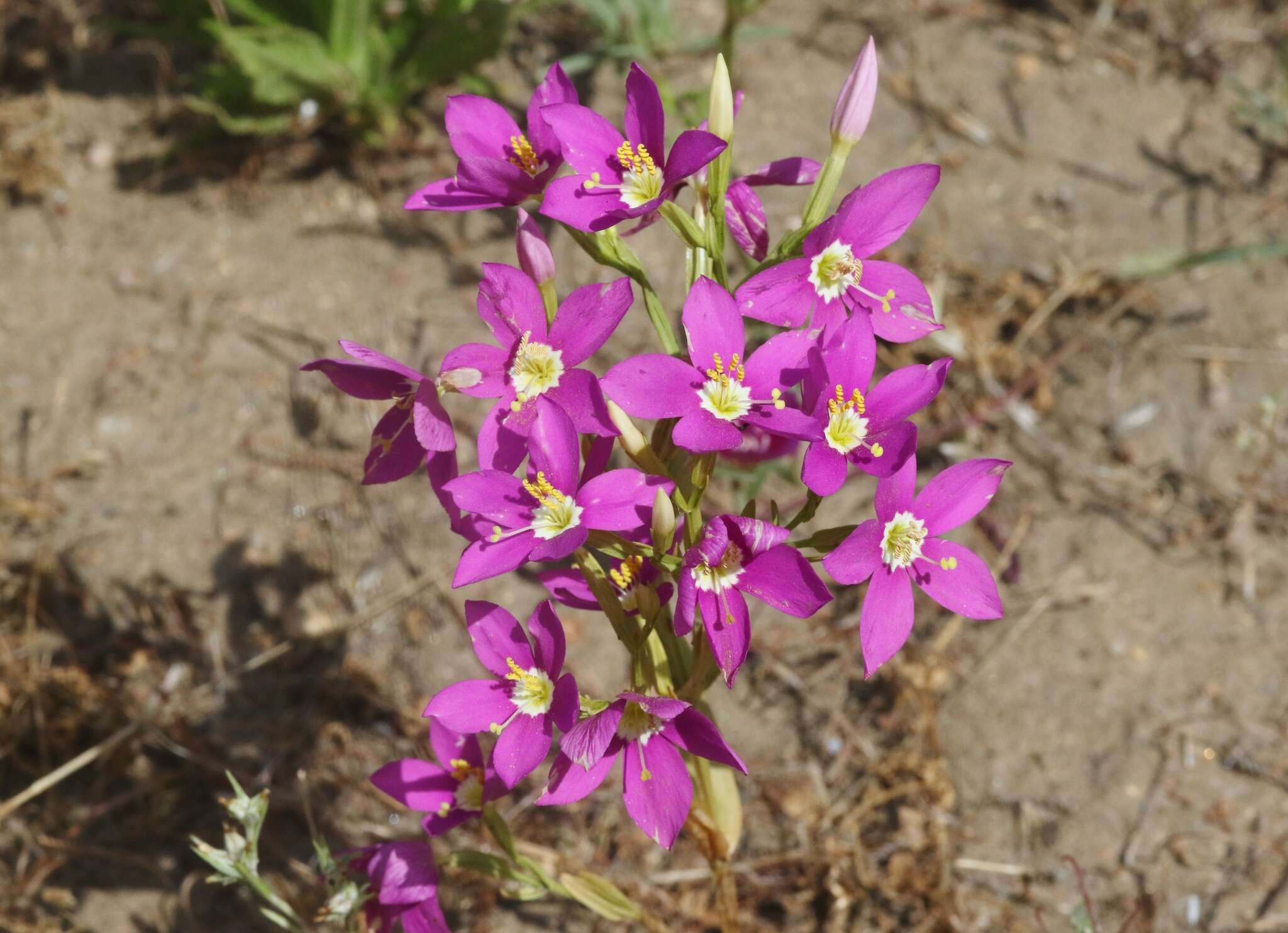 Image of charming centaury