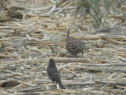 Image of Elegant Quail