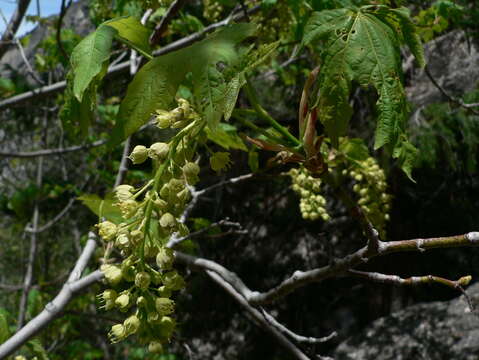 Image of bigleaf maple