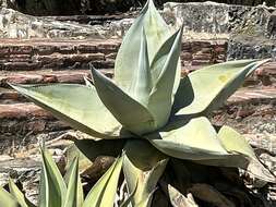 Image of Silvery agave