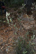 Imagem de Salvia candicans M. Martens & Galeotti