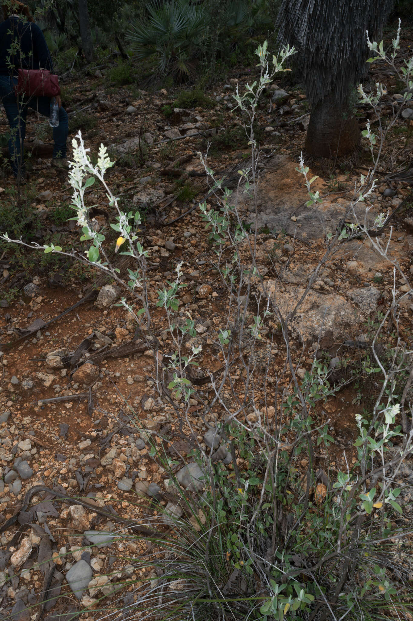 Image of Salvia candicans M. Martens & Galeotti