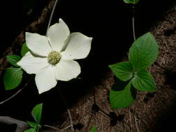 Image of Pacific dogwood