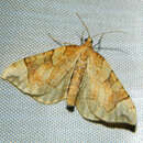 Eulithis propulsata Walker 1862的圖片