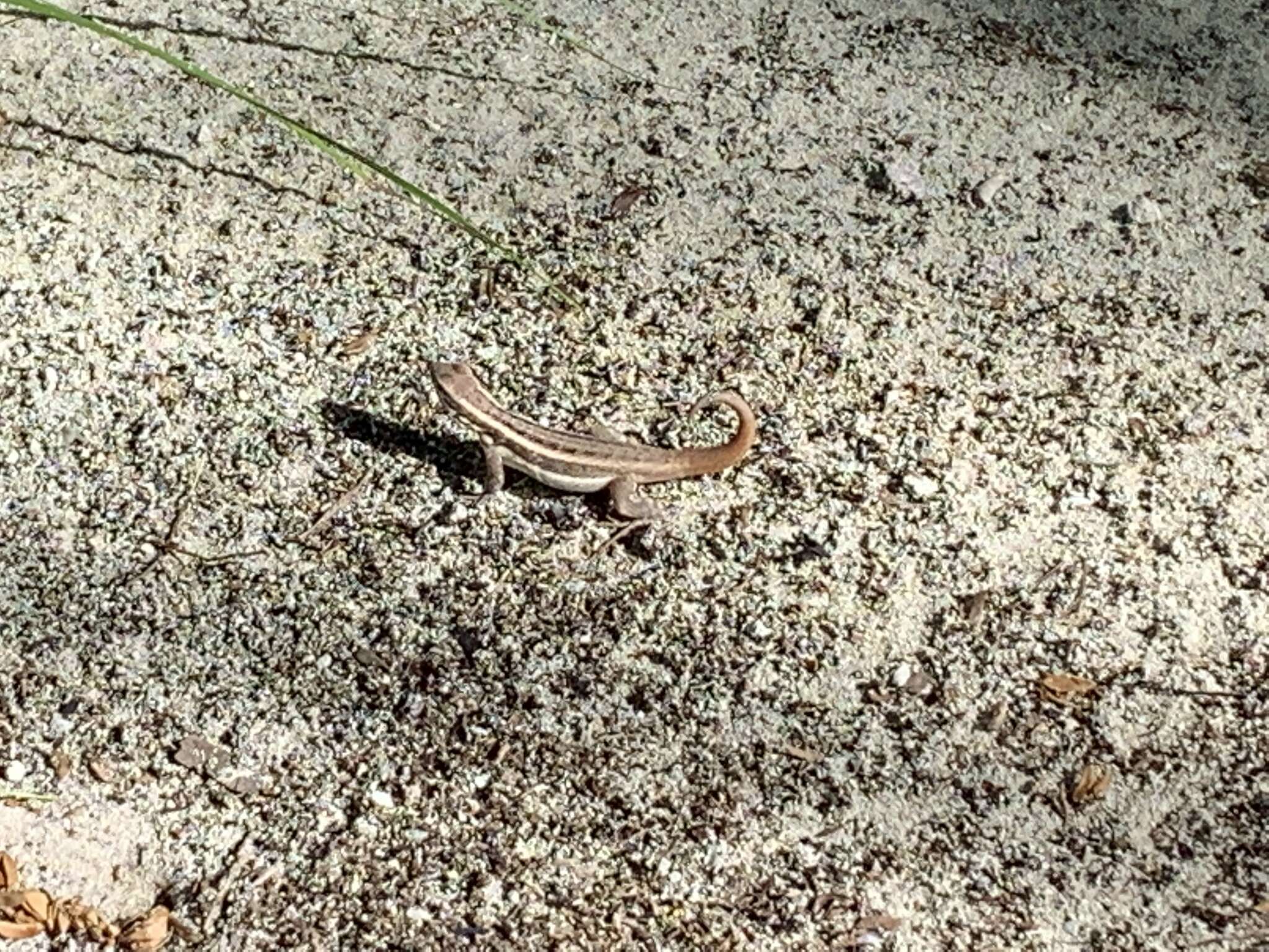 Imagem de Leiocephalus lunatus louisae Cochran 1934