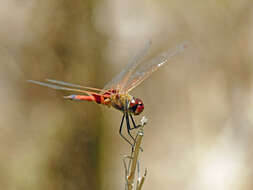 Image of Common Glider