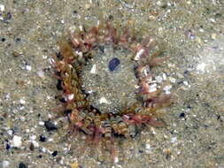 Image of Sand anemone