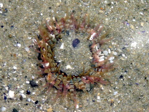 Image of Sand anemone