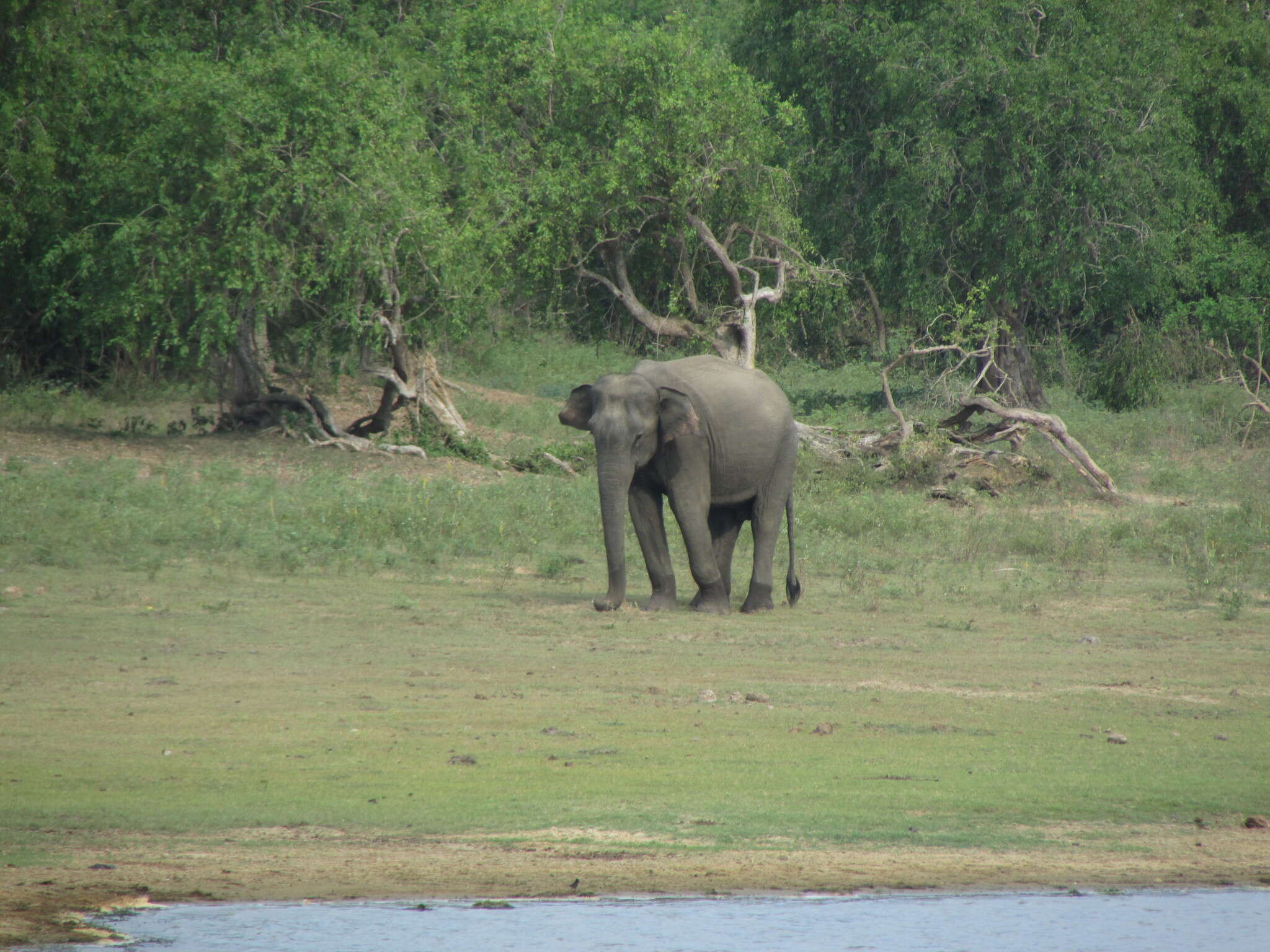 Image of Sri Lankan elephant