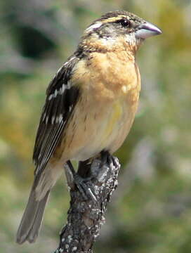 Image of Black-headed Grosbeak