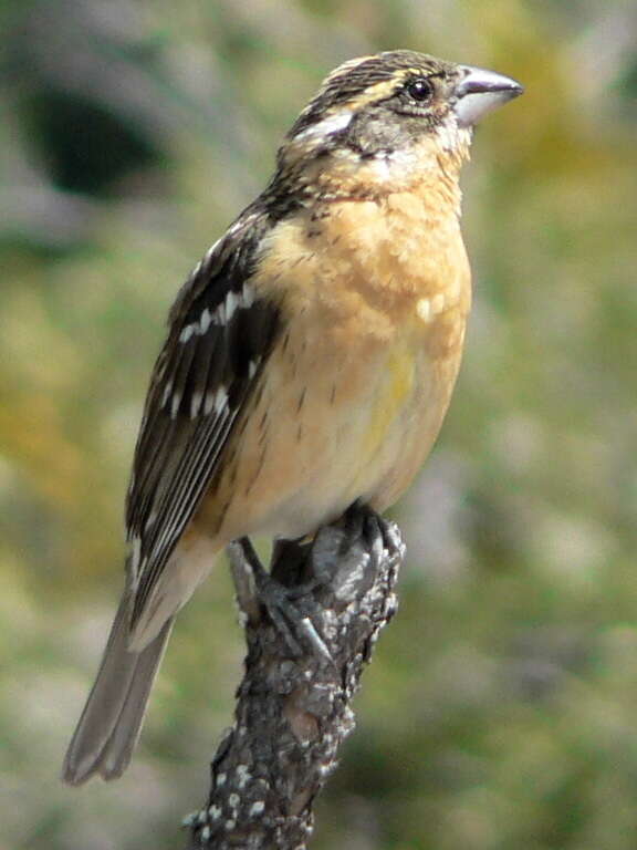 Image of Black-headed Grosbeak