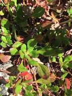 صورة Eriogonum umbellatum var. majus Hooker