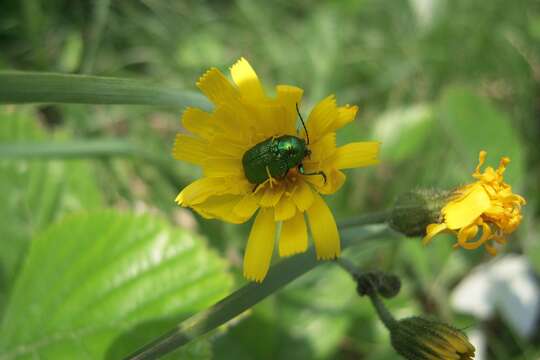 Cryptocephalus sericeus resmi