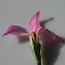 Image of Acmadenia nivenii Sond.