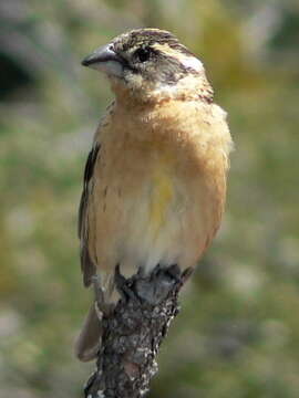 Image of Black-headed Grosbeak