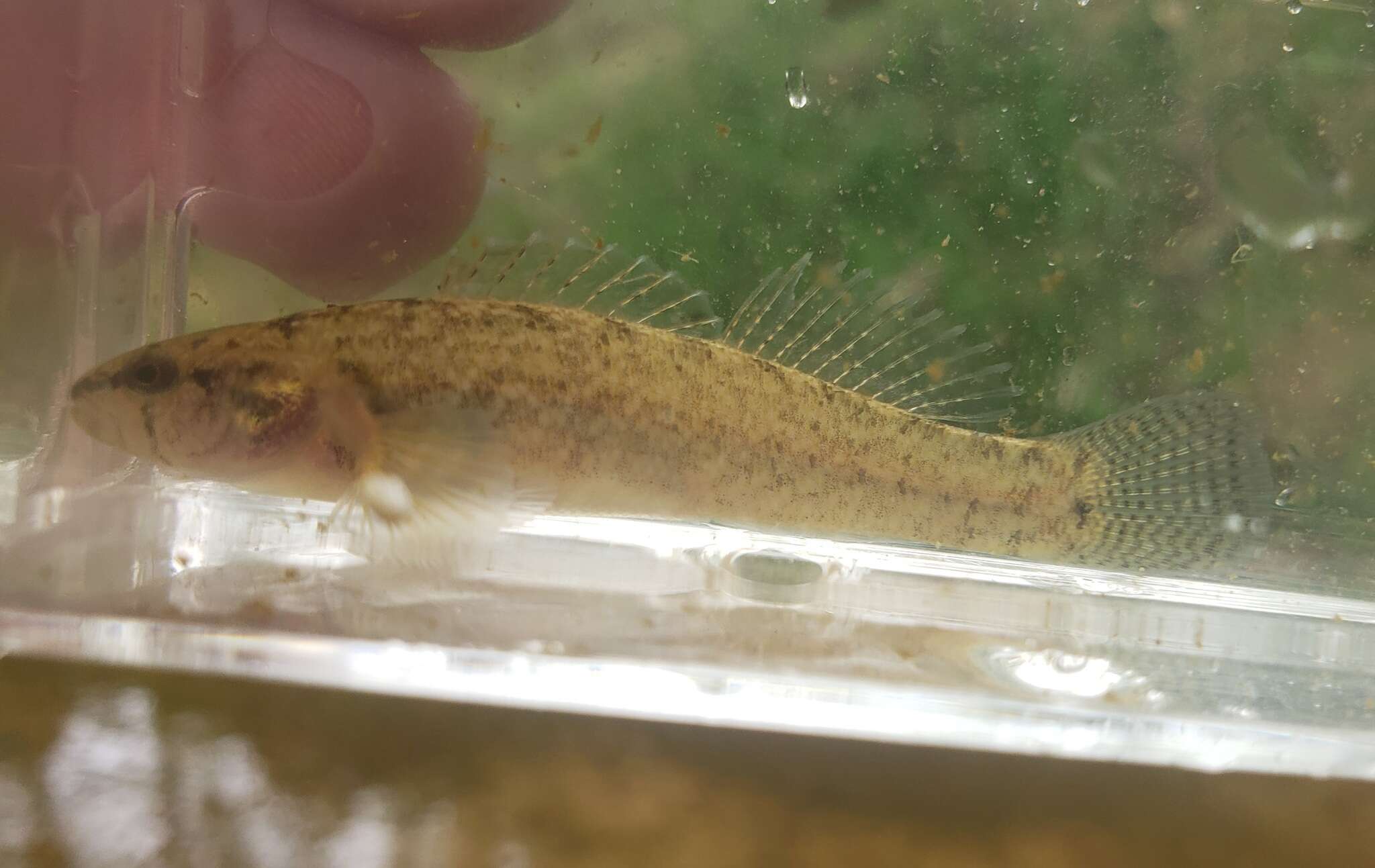 Plancia ëd Etheostoma chienense Page & Ceas 1992