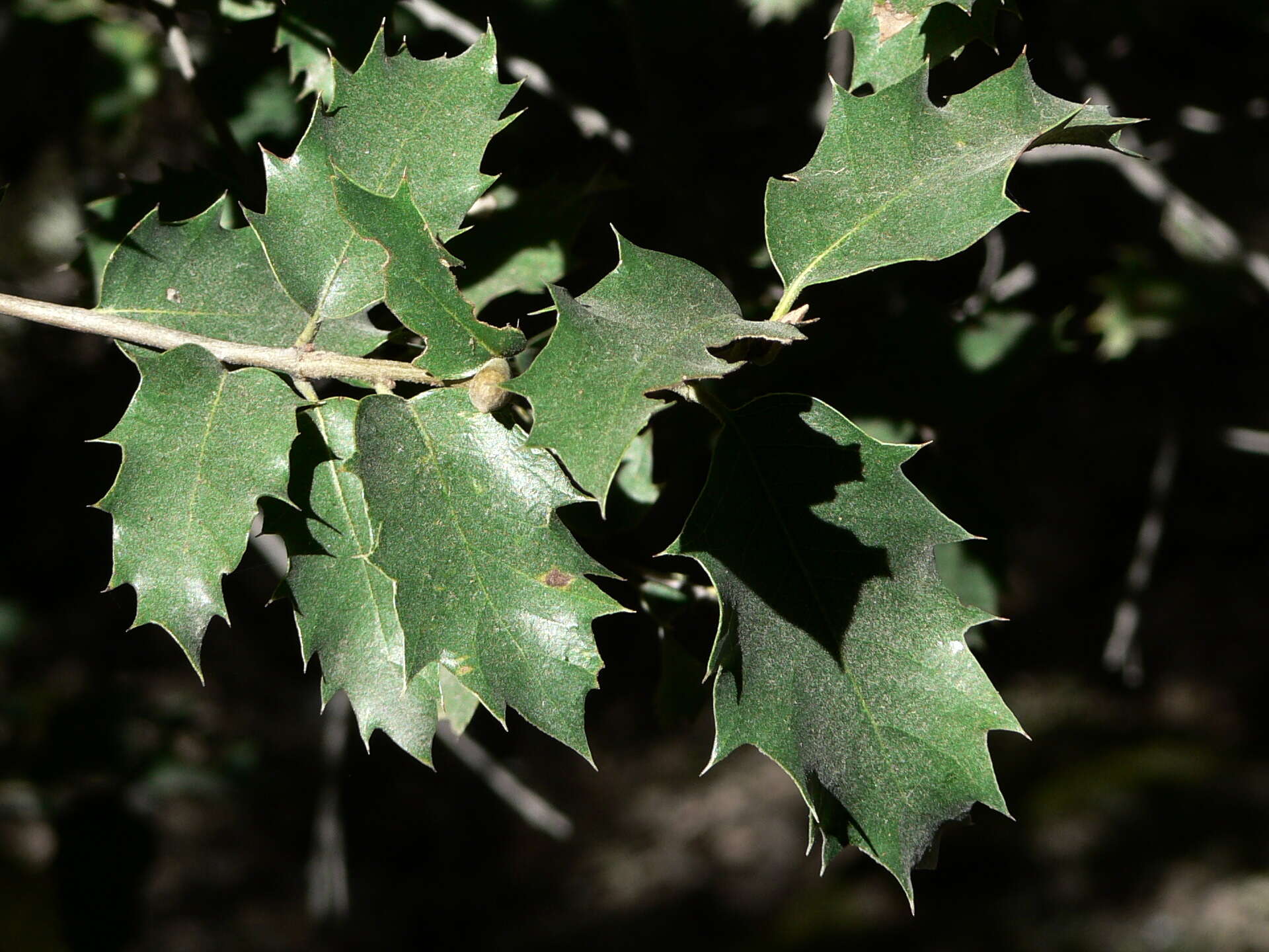 Слика од Quercus chrysolepis Liebm.