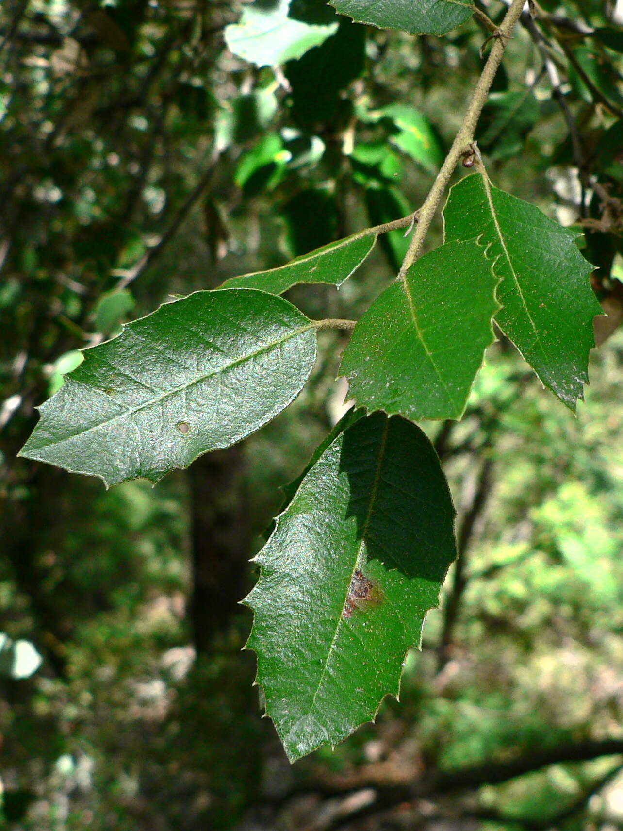 Слика од Quercus chrysolepis Liebm.