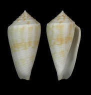 Image of Conus limpusi Röckel & Korn 1990