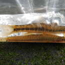 Image of Barred loach