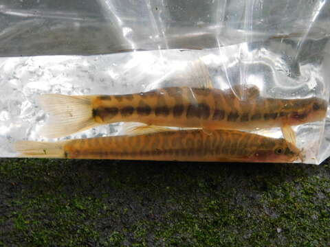 Image of Barred loach