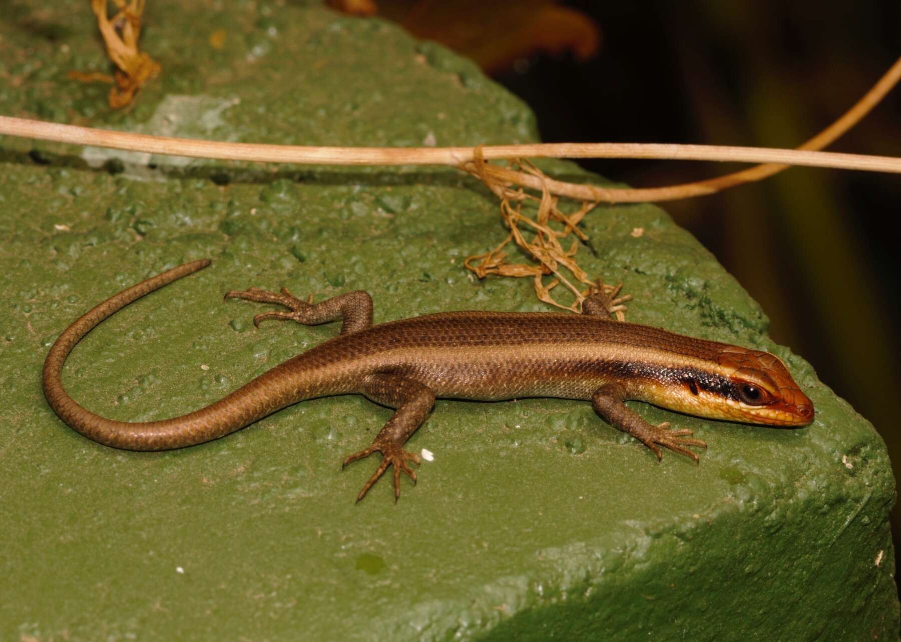 Image of Trachylepis wahlbergii (Peters 1870)