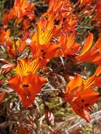 Image of Alstroemeria ligtu subsp. simsii (Spreng.) Ehr. Bayer