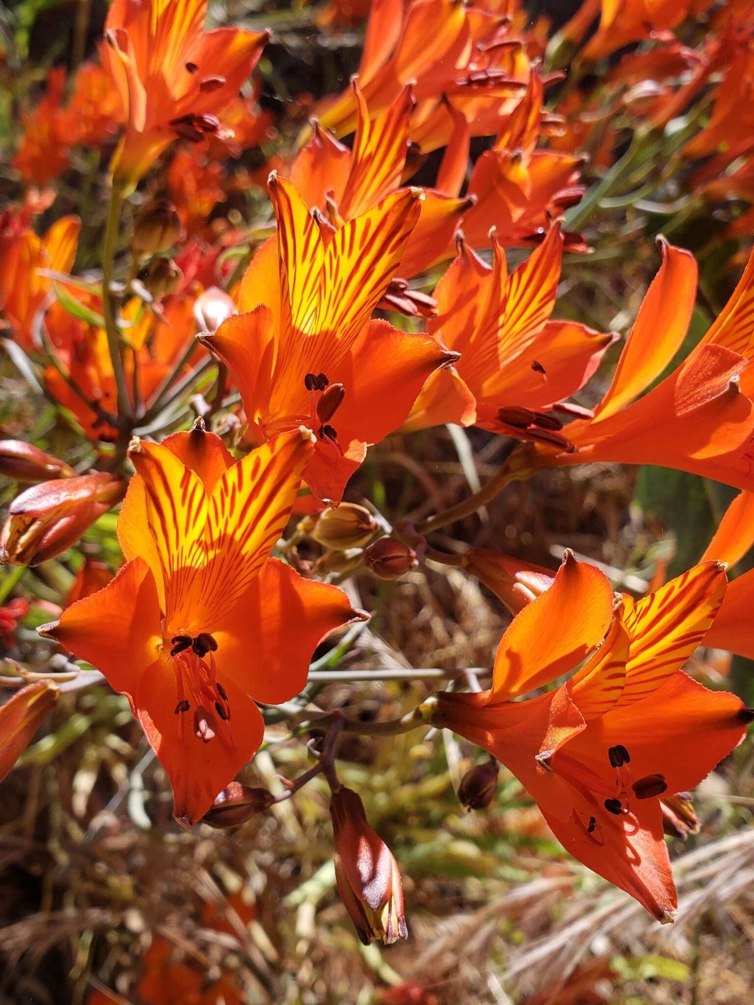 Image of Alstroemeria ligtu subsp. simsii (Spreng.) Ehr. Bayer