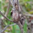Image of Coyote Brush Stem Gall moth
