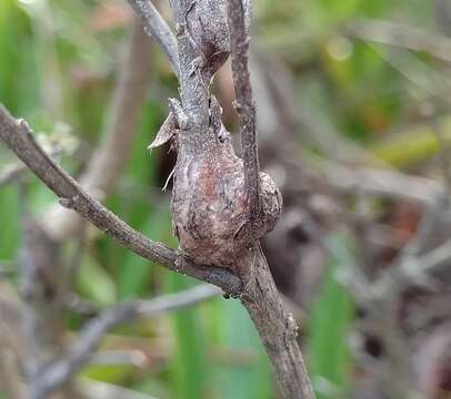 Image of Coyote Brush Stem Gall moth