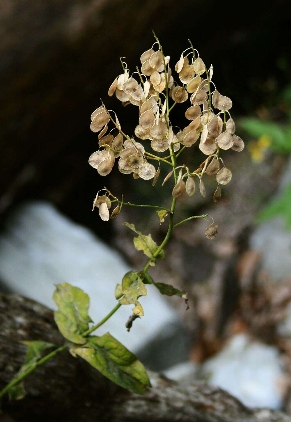 Imagem de Peltaria alliacea Jacq.