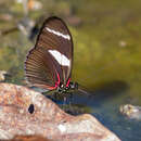 Image of Heliconius wallacei Reakirt 1866